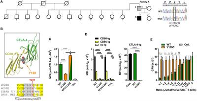 An Activating Janus Kinase-3 Mutation Is Associated with Cytotoxic T Lymphocyte Antigen-4-Dependent Immune Dysregulation Syndrome